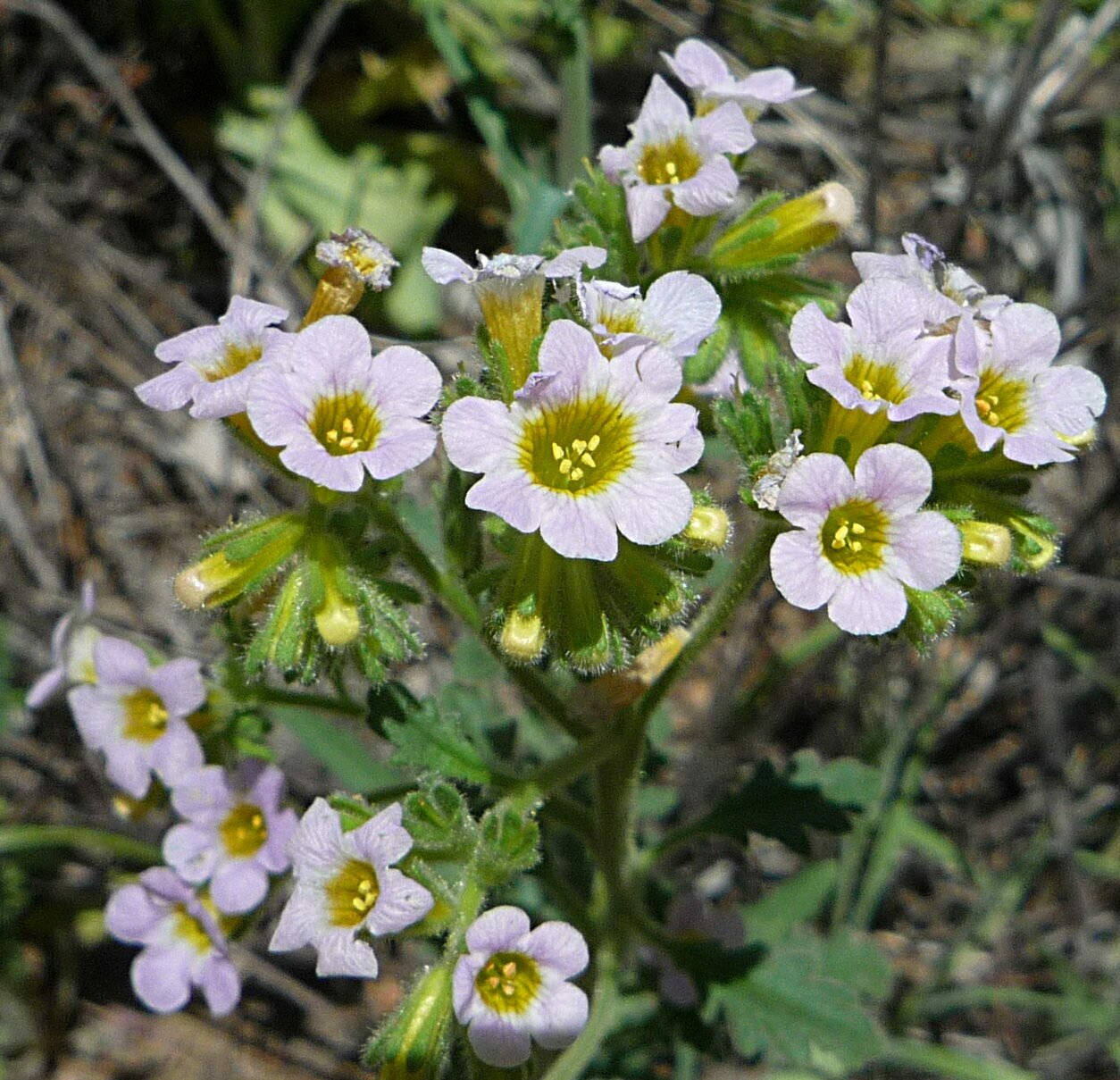 High Resolution Phacelia brachyloba Flower